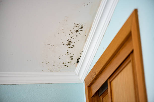 Best Certified Mold Removal  in Oak Harbor, WA