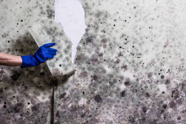 Mold Testing and Removal in Oak Harbor, WA